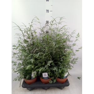 Pteris ensiformis 'Evergemiensis'