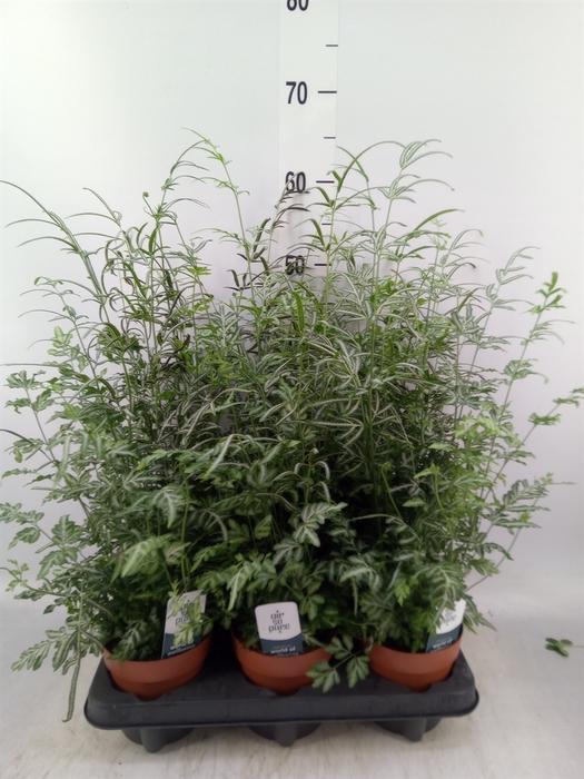 <h4>Pteris ensiformis 'Evergemiensis'</h4>