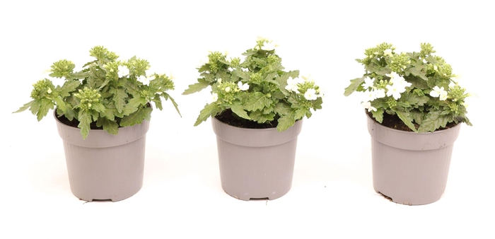 <h4>Verbena Drums White</h4>