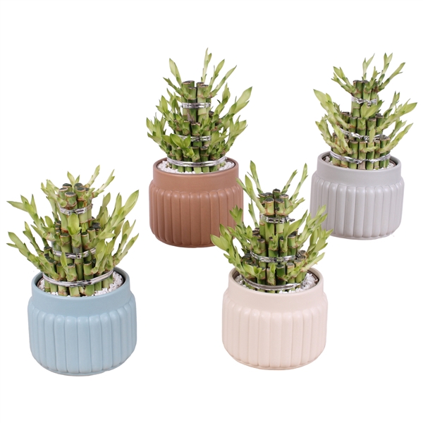 <h4>Lucky Bamboo Shape Round 3B Ø15cm Ceramic SE470</h4>