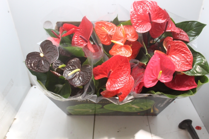 <h4>ANTHURIUM VARIADO P17 PREMIUM</h4>