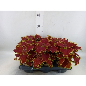 Plectranthus col. 'SGlas Crown Jew'