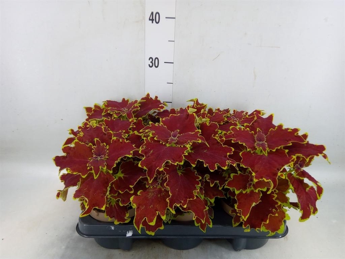 <h4>Plectranthus col. 'SGlas Crown Jew'</h4>