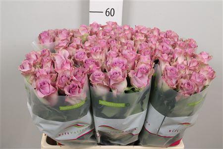 <h4>R Gr Nightingale!</h4>