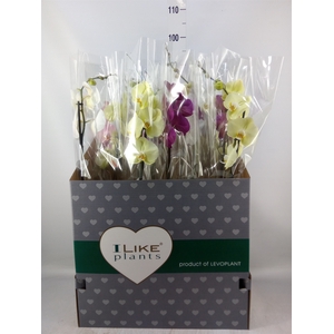 Phalaenopsis   ...mix