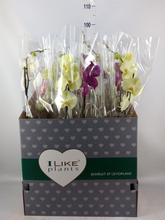 <h4>Phalaenopsis   ...mix</h4>