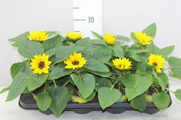 Helianthus Sunsation