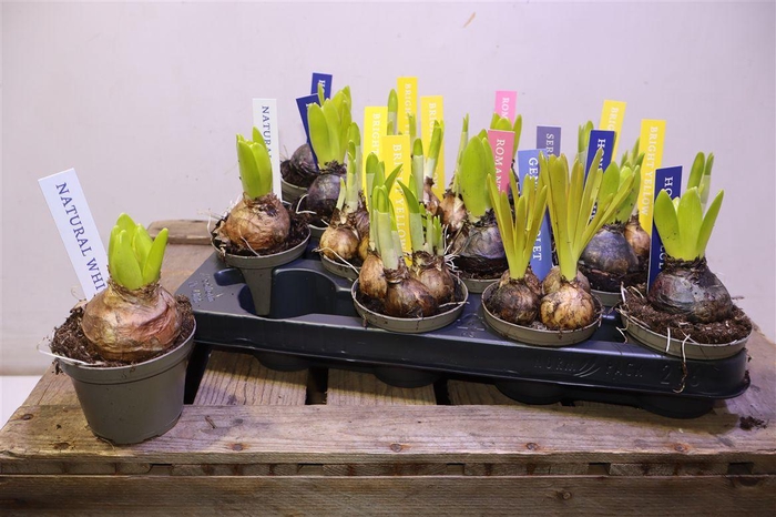 <h4>arr8 Bolbloemen Gem</h4>