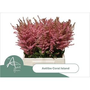ASTIL C CORAL ISLAND
