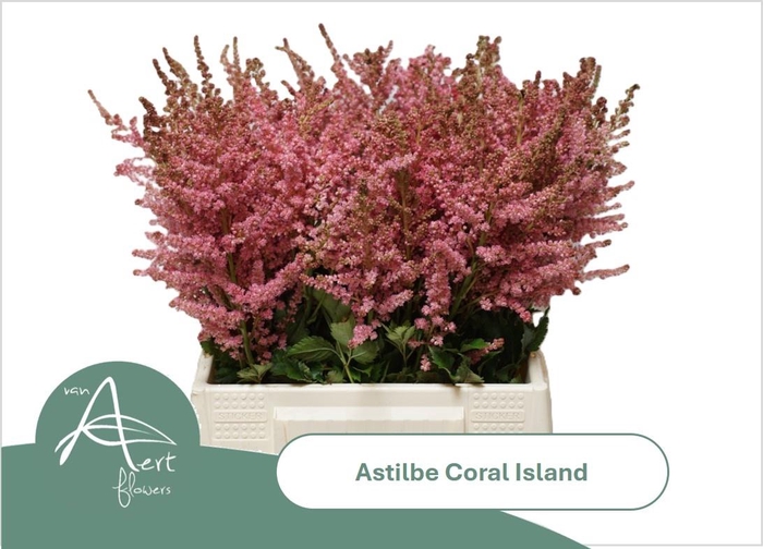 <h4>ASTIL C CORAL ISLAND</h4>