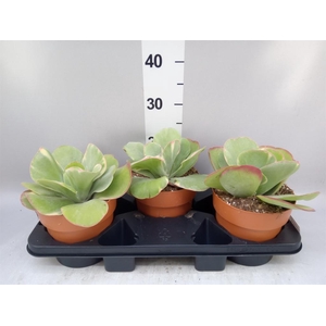 Kalanchoe NF thyrsiflora 'Red Lips'