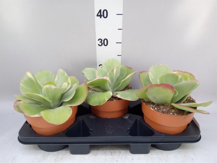 <h4>Kalanchoe NF thyrsiflora 'Red Lips'</h4>