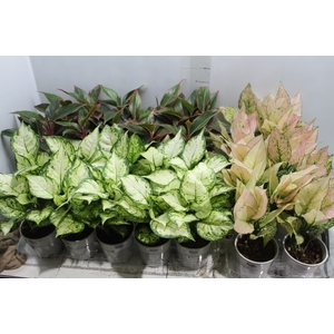 AGLAONEMA VARIADA P12