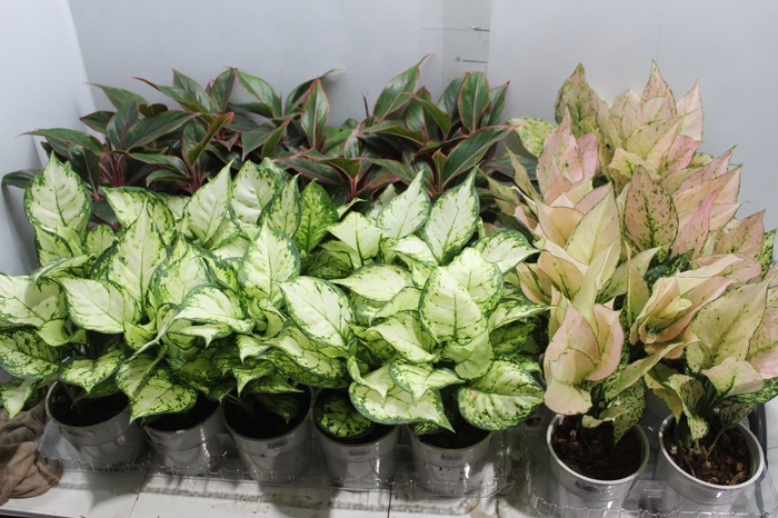 <h4>AGLAONEMA VARIADA P12</h4>