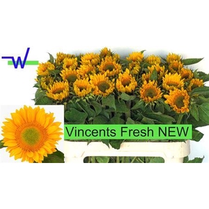 Heli Vincents Fresh