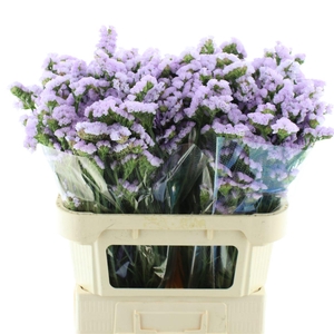 Limonium St Lavendel Birds X50