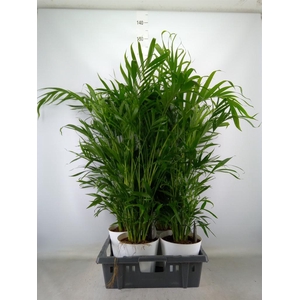 Chamaedorea cataractarum