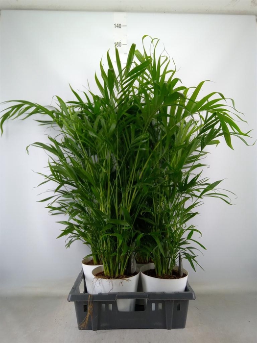 <h4>Chamaedorea cataractarum</h4>