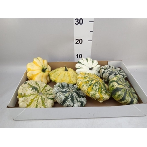 Cucurbita