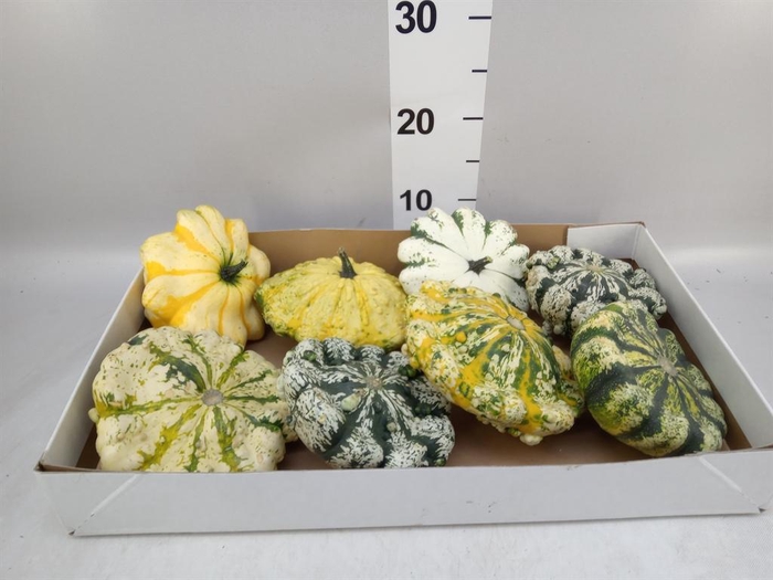 <h4>Cucurbita</h4>