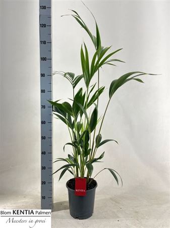 Howea Forsteriana