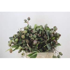 Euca Robusta Geant P Bunch