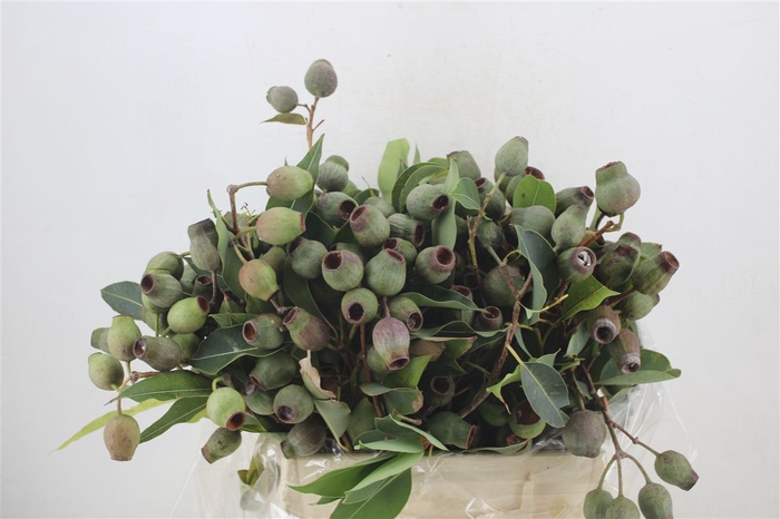 <h4>Euca Robusta Geant P Bunch</h4>