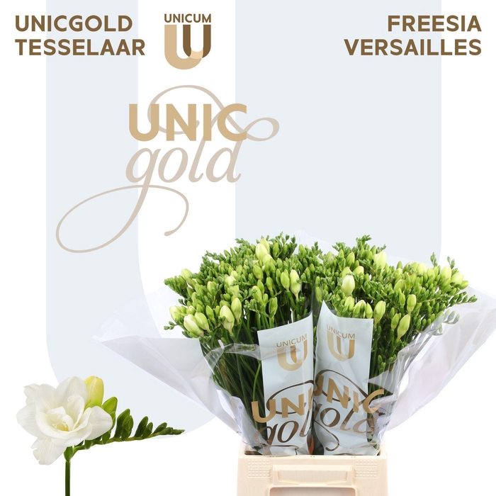 <h4>Freesia DU 'Stelvio'</h4>