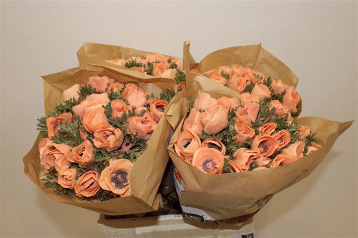 <h4>Anem Marianne Powder Orange</h4>