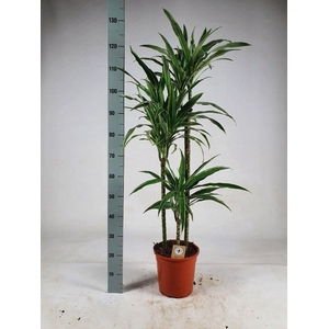 Dracaena fr de 'Warneckei'