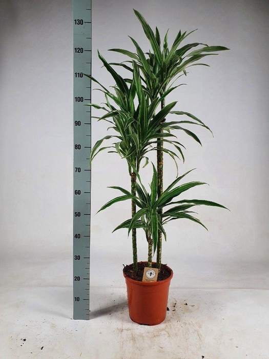 <h4>Dracaena fr de 'Warneckei'</h4>