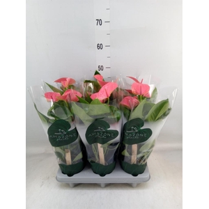 Anthurium andr. 'Sweet Dream'