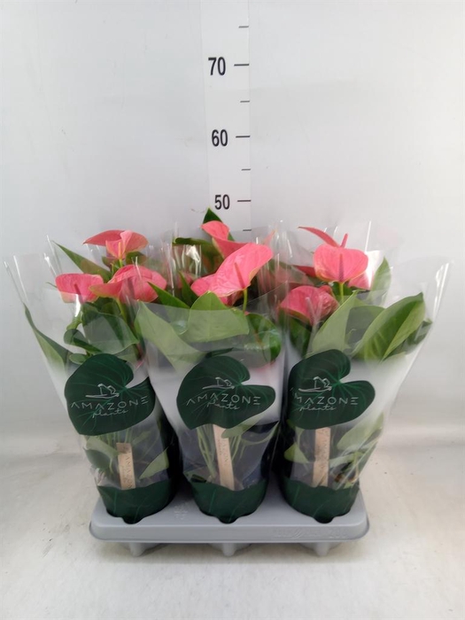 <h4>Anthurium andr. 'Sweet Dream'</h4>