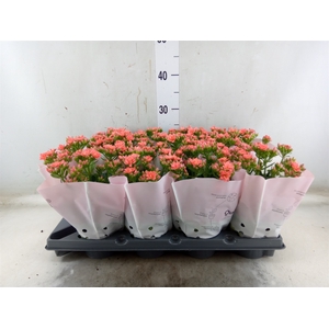 Kalanchoe   ...