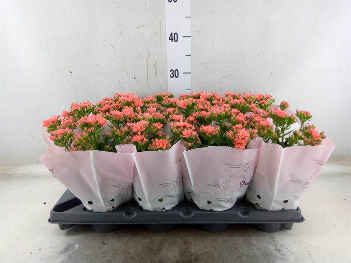 <h4>Kalanchoe   ...</h4>