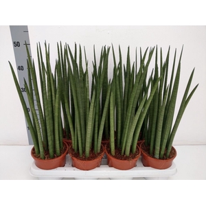 Sansevieria cyl.  ...