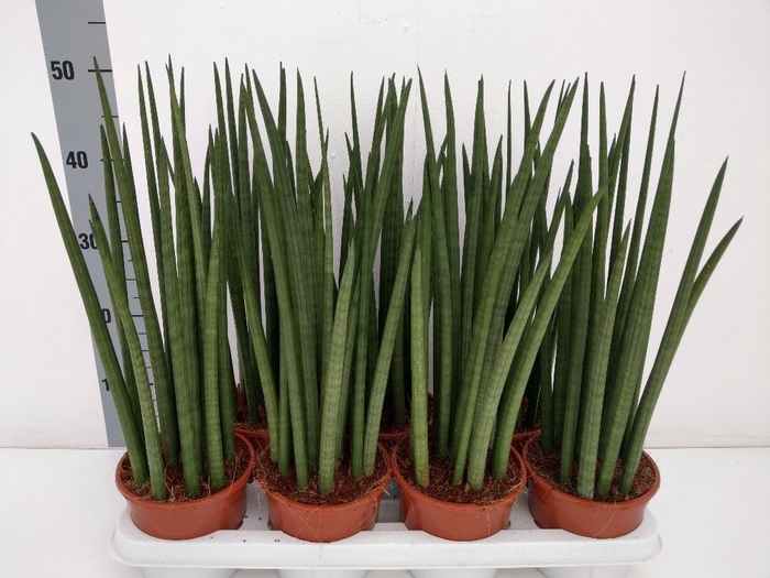 <h4>Sansevieria cyl.  ...</h4>