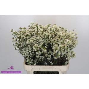 CHAME CRYSTAL PEARL