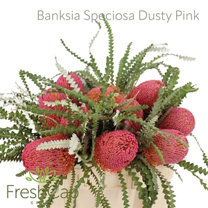 Banksia Speciosa Dusty Pink