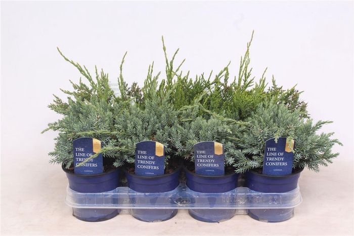 <h4>Jun Gemengd</h4>