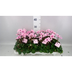 Cyclamen KL 'Illusia'