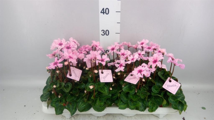 <h4>Cyclamen KL 'Illusia'</h4>