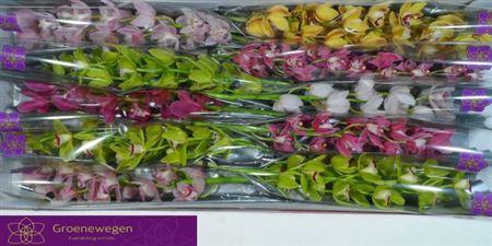 <h4>Cymb Mi Gem</h4>