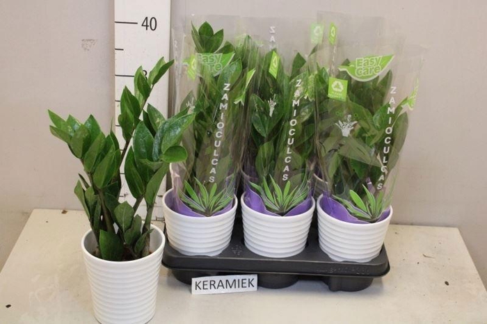 <h4>ZAMIO ZAMIIFOLIA</h4>