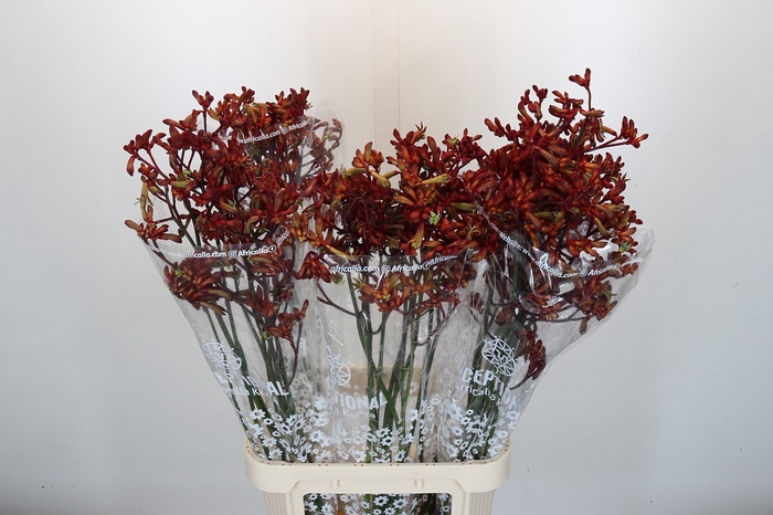 Anigozanthos Early Spring Indoor
