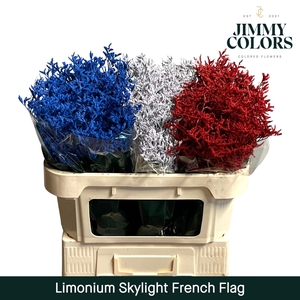 Limonium Skylight L70 French Flag