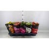 Kalanchoe blos. 'Perfecta'  ..mix 5
