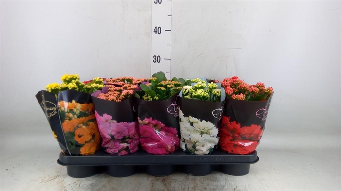 Kalanchoe blos. 'Perfecta'  ..mix 5