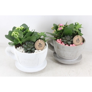 Arr2 Pl - Kop En Schotel - Roze/wit