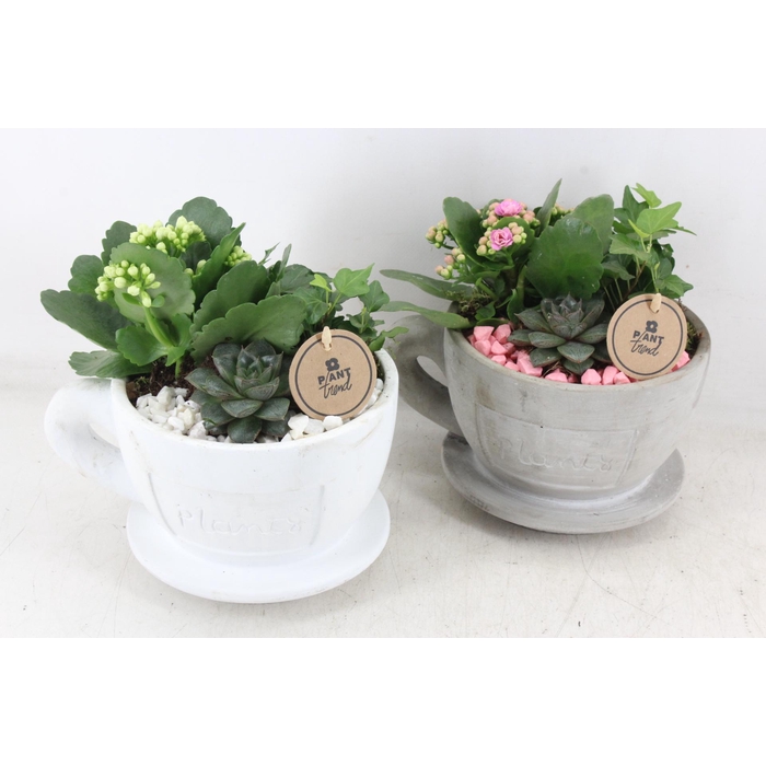 <h4>Arr2 Pl - Kop En Schotel - Roze/wit</h4>